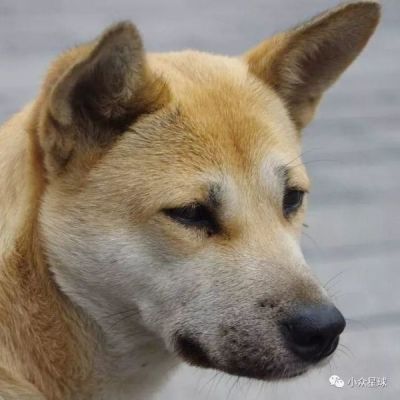 中华田园犬是不是土狗