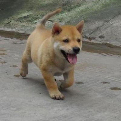 正宗的中华田园犬多少钱一只？